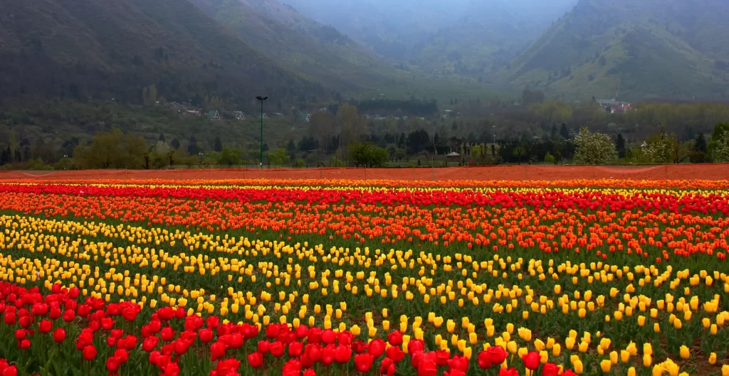 Tulip Garden Srinagar - Image Credit goes to CN Traveller